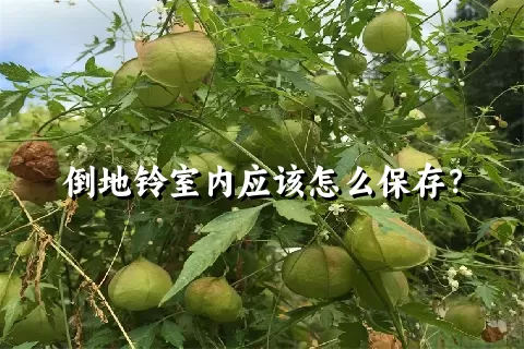 倒地铃室内应该怎么保存？