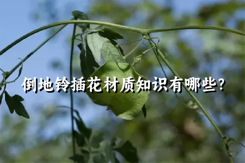 倒地铃插花材质知识有哪些？