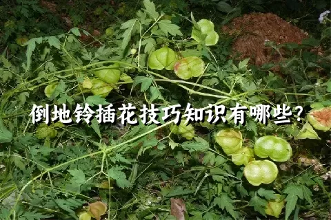 倒地铃插花技巧知识有哪些？