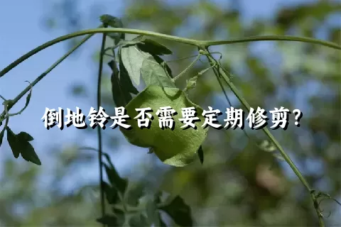 倒地铃是否需要定期修剪？