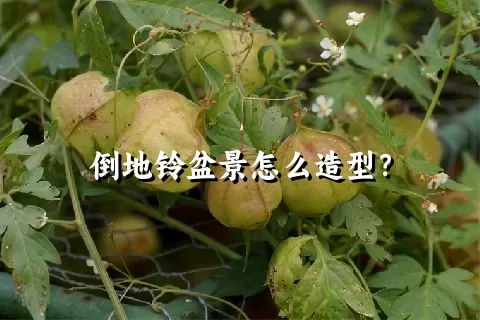 倒地铃盆景怎么造型？