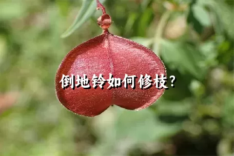 倒地铃如何修枝？