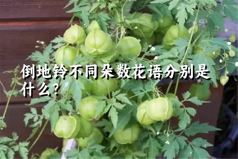 倒地铃不同朵数花语分别是什么？