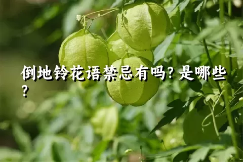 倒地铃花语禁忌有吗？是哪些？