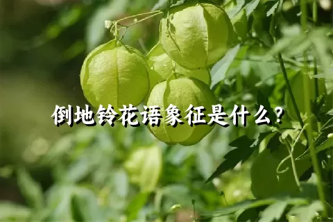 倒地铃花语象征是什么？