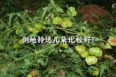 倒地铃送几朵比较好？