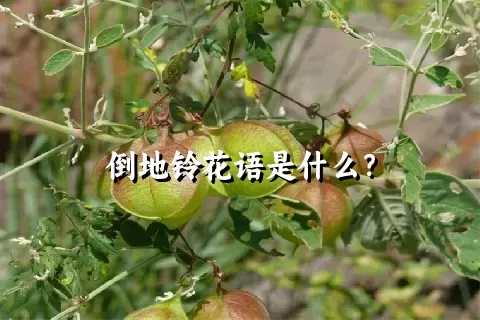 倒地铃花语是什么？