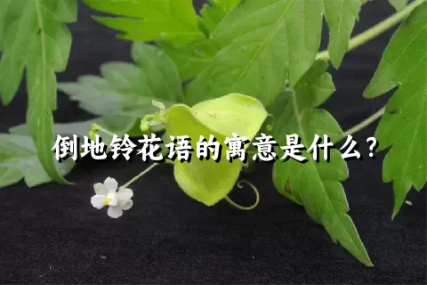 倒地铃花语的寓意是什么？