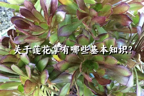 关于莲花掌有哪些基本知识？