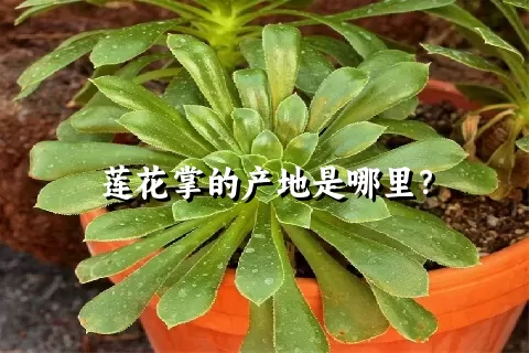 莲花掌的产地是哪里？