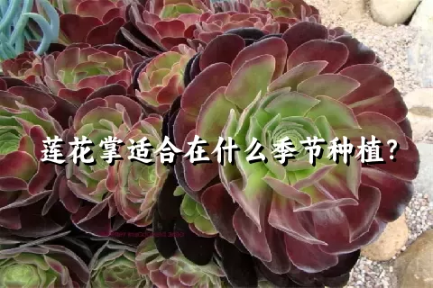 莲花掌适合在什么季节种植？