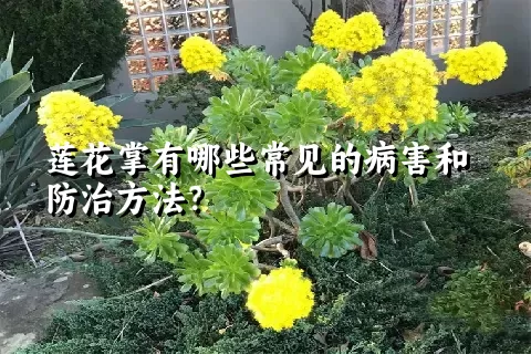 莲花掌有哪些常见的病害和防治方法？