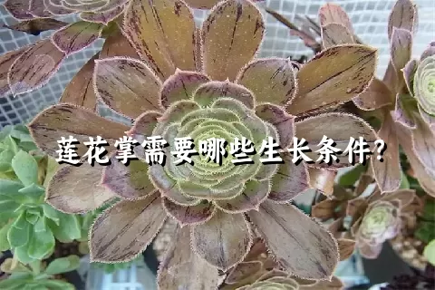 莲花掌需要哪些生长条件？