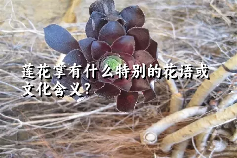 莲花掌有什么特别的花语或文化含义？