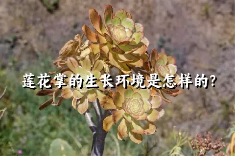 莲花掌的生长环境是怎样的？