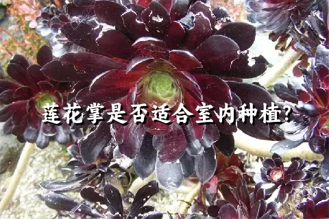 莲花掌是否适合室内种植？