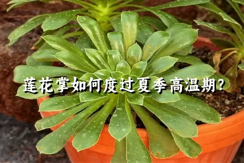 莲花掌如何度过夏季高温期？