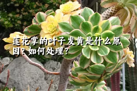 莲花掌的叶子发黄是什么原因？如何处理？