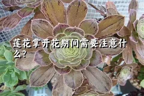 莲花掌开花期间需要注意什么？