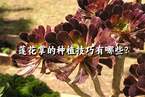 莲花掌的种植技巧有哪些？