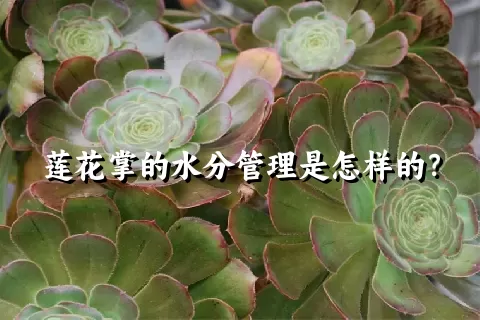 莲花掌的水分管理是怎样的？