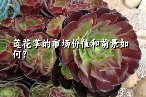 莲花掌的市场价值和前景如何？