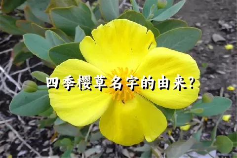 四季樱草名字的由来？