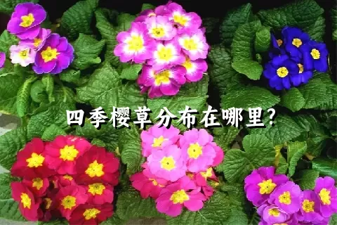 四季樱草分布在哪里?