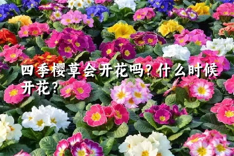 四季樱草会开花吗？什么时候开花？