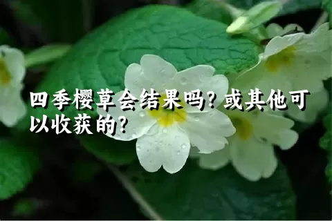 四季樱草会结果吗？或其他可以收获的？