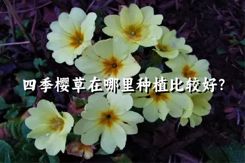 四季樱草在哪里种植比较好？