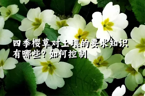 四季樱草对土壤的要求知识有哪些？如何控制