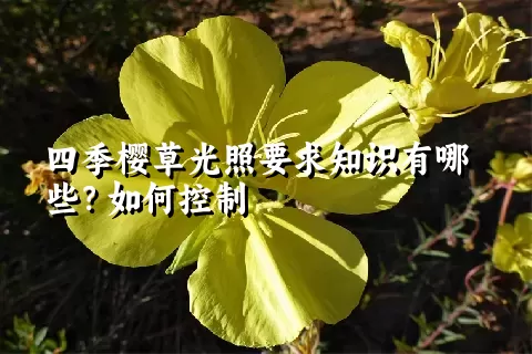 四季樱草光照要求知识有哪些？如何控制