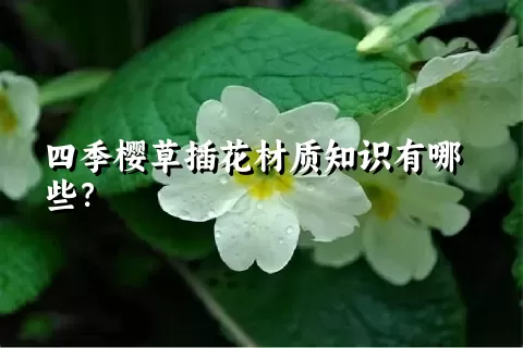 四季樱草插花材质知识有哪些？