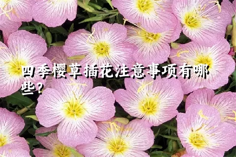 四季樱草插花注意事项有哪些？