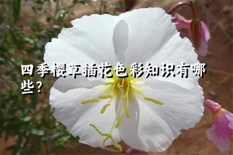 四季樱草插花色彩知识有哪些？