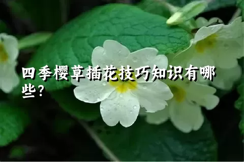 四季樱草插花技巧知识有哪些？