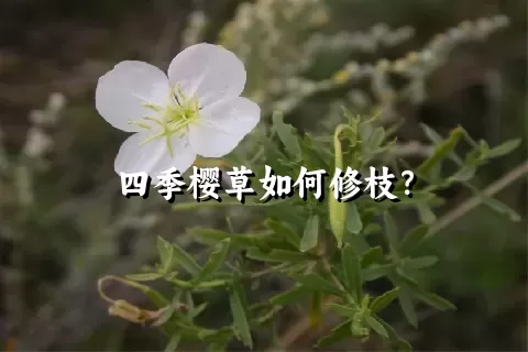 四季樱草如何修枝？