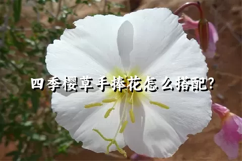 四季樱草手捧花怎么搭配？