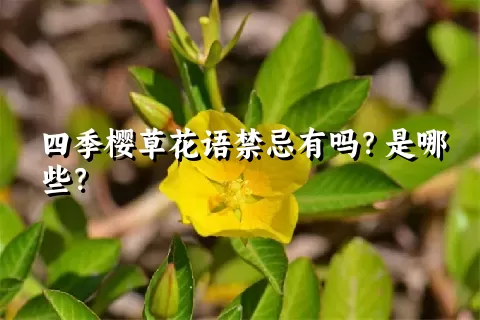 四季樱草花语禁忌有吗？是哪些？