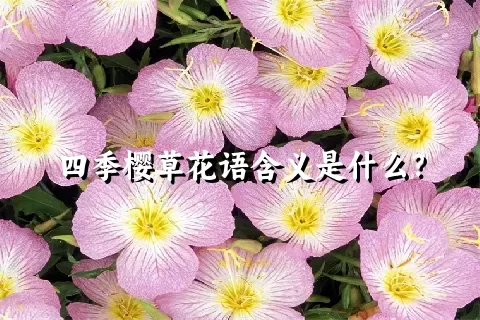 四季樱草花语含义是什么？