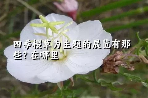 四季樱草为主题的展览有那些？在哪里