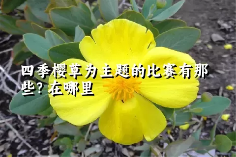 四季樱草为主题的比赛有那些？在哪里