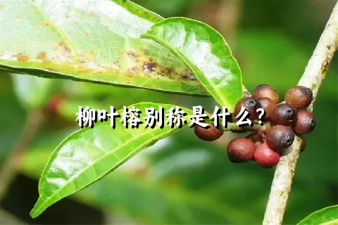 柳叶榕别称是什么？