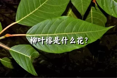 柳叶榕是什么花？