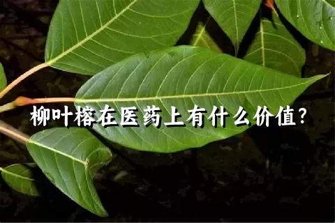 柳叶榕在医药上有什么价值？