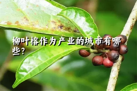 柳叶榕作为产业的城市有哪些？