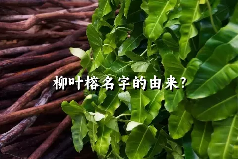 柳叶榕名字的由来？