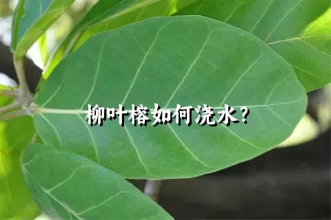 柳叶榕如何浇水？