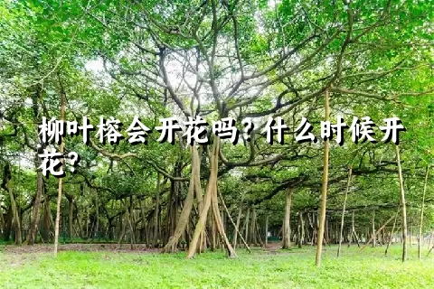 柳叶榕会开花吗？什么时候开花？